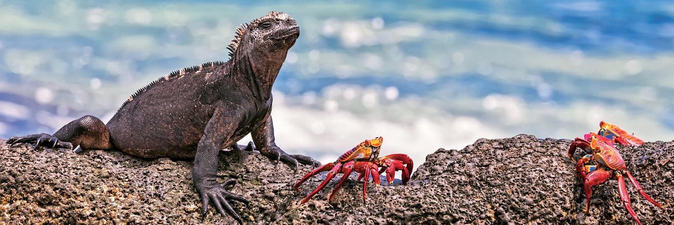 8個加拉巴哥群島旅遊小貼士